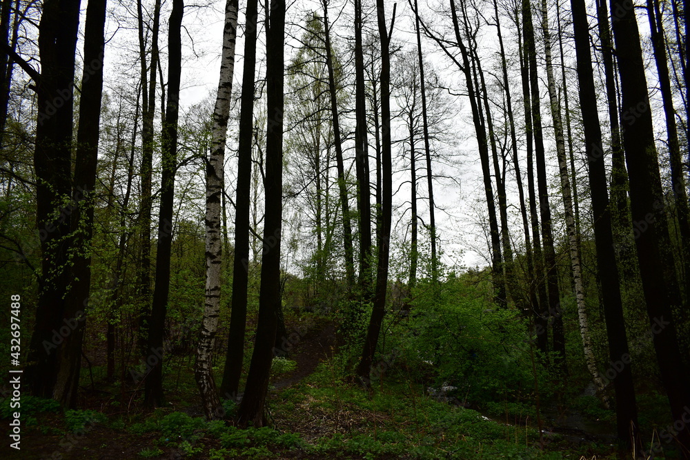 after a spring rain in the forest after a spring rain in the forest