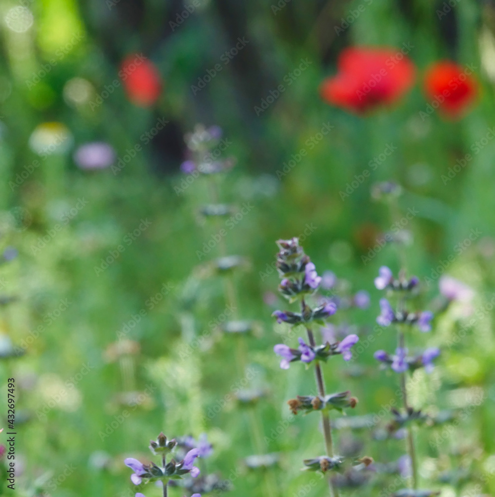 Purple sage flowers (Salvia verbenaca) about to bloom in the meadow Purple sage flowers (Salvia verbenaca) about to bloom in the meadow
