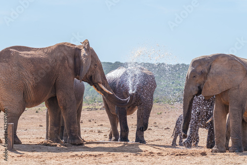 African Elephant spraying water to cool down