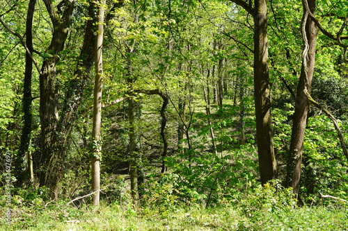 Strahlend grüne Waldlandschaft im Frühling bei Sonnenschein in Brandenburg, Glindower Alpen