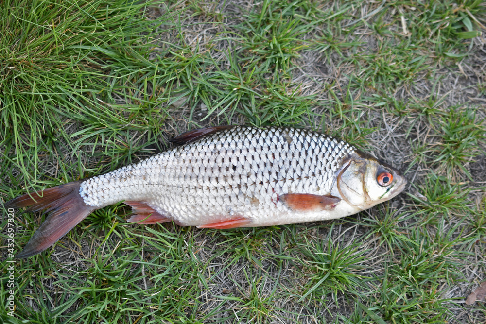 Freshly caught fish roach bream in a bucket in the summer Freshly caught fish roach bream in a bucket in the summer