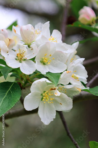 crab apple tree blossom