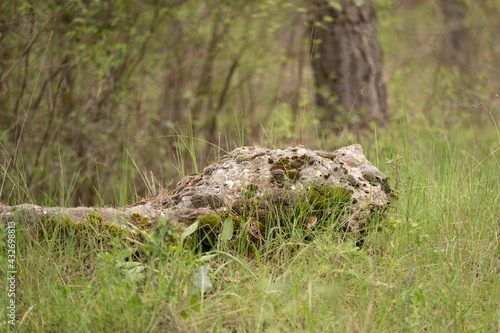 wild mushroom in the forest © Sergio