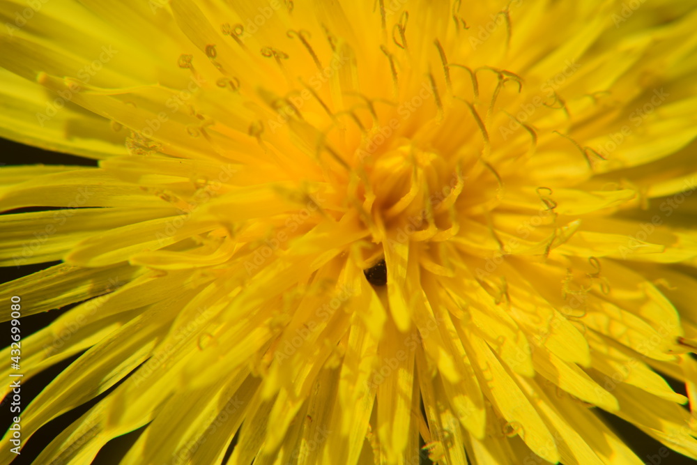 Löwenzahnblüte in der Makroaufnahme Nikon D5300 Löwenzahnblüte in der Makroaufnahme Nikon D5300