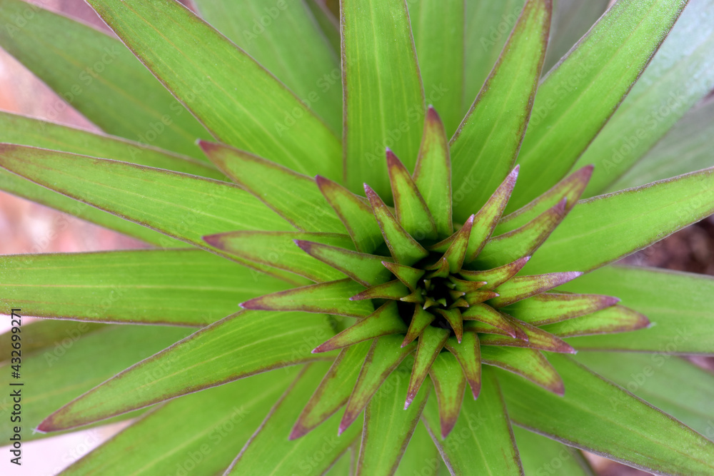 Green Star Lily Mandala 03 Green Star Lily Mandala 03