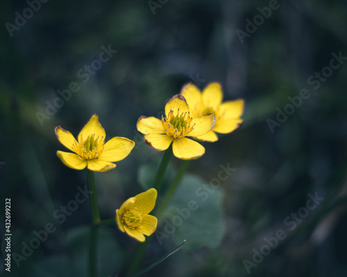 close up of flowers just off a trail that have a nice vibrant look