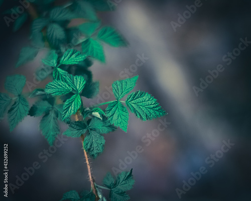 close up of leaves with lowered saturation to bring it a nice cool feel