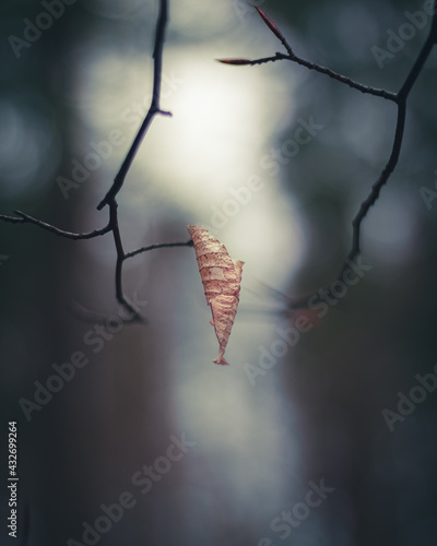 dangling leaf on a empty branch 