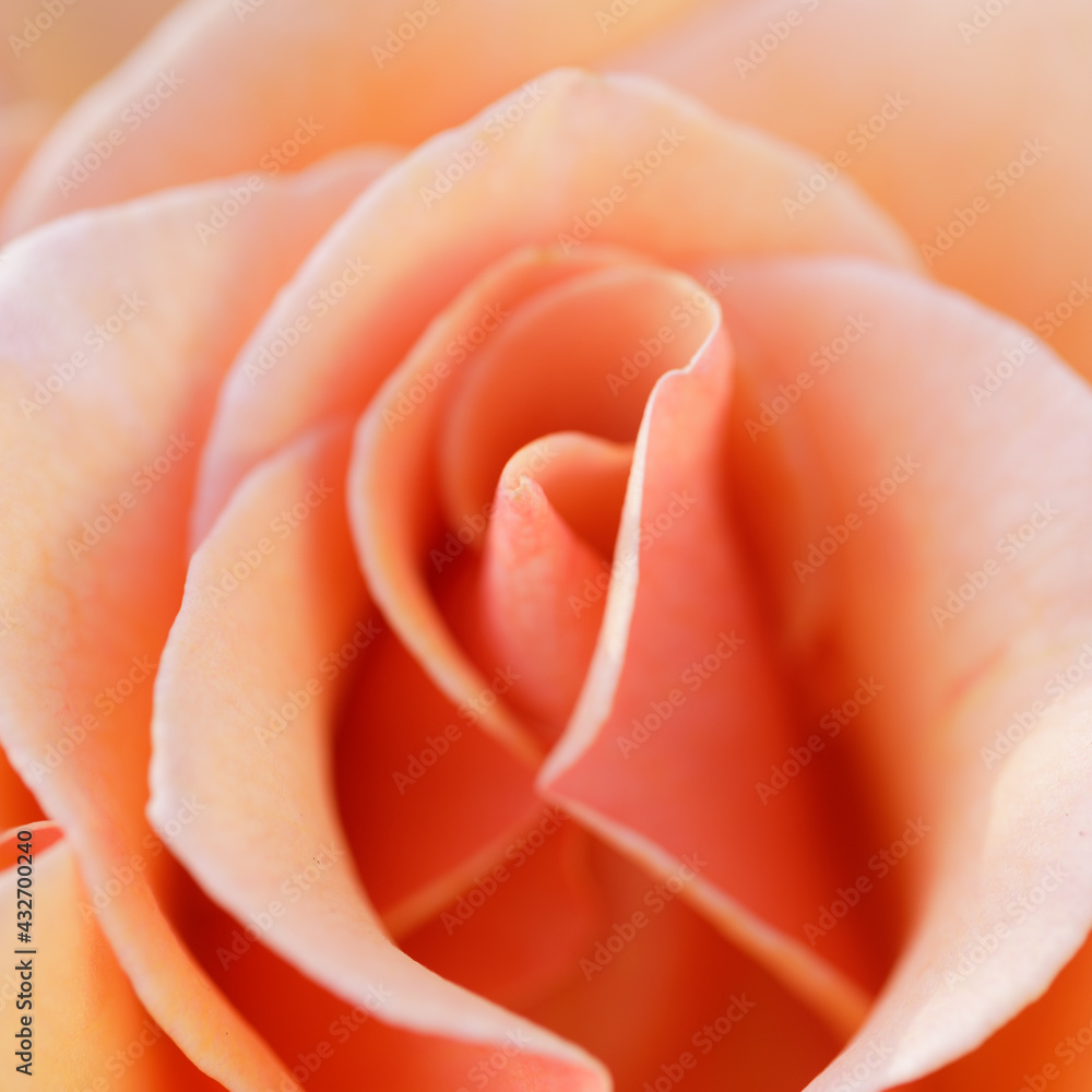 Apricot Hybrid Tea Rose Flower in Bloom. Northern California, USA. Apricot Hybrid Tea Rose Flower in Bloom. Northern California, USA.