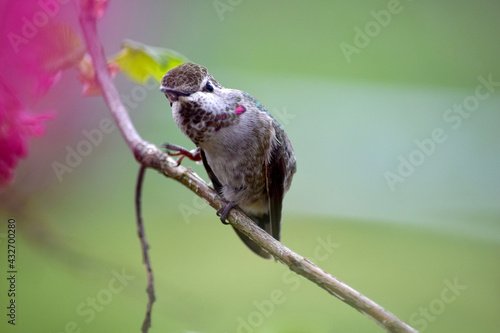 Annas Hummingbird on Branch 17