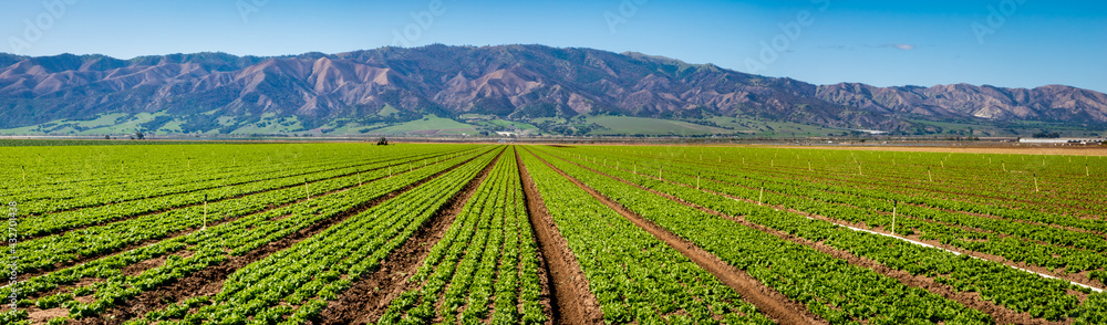 Lettuce crops in the Salinas Valley of central California, an agricultural hub for harvest and worldwide distribution, known as the "salad bowl of the world". Santa Lucia Mountains in background.  - obrazy, fototapety, plakaty 