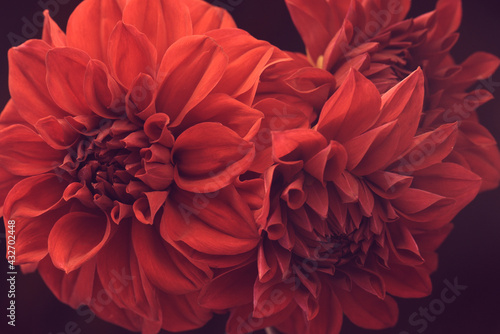 flowers red dahlia, buds close-up. © Illya