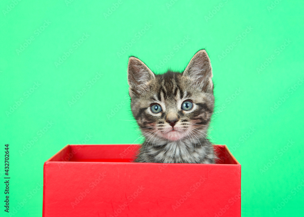 Close up of an adorable grey, black and brown tabby kitten peaking out of a red holiday box with green background. Looking directly at viewer with curious expression. Close up of an adorable grey, black and brown tabby kitten peaking out of a red holiday box with green background. Looking directly at viewer with curious expression.