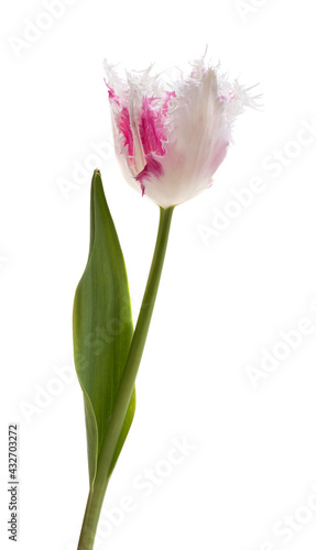 Fototapeta Naklejka Na Ścianę i Meble -  terry tulip isolated
