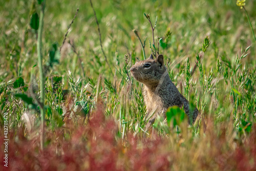 A California ground squirrel (Otospermophilus beecheyi) stands in a grassy field. © David A Litman