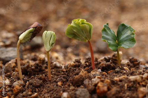 Fagus. Beech seedlings growing gradually on the horizon.