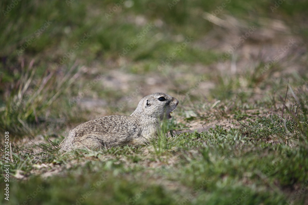 Spermophilus citellus, European ground squirrel, Sysel obecný Spermophilus citellus, European ground squirrel, Sysel obecný