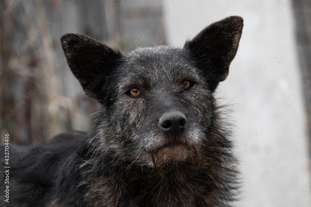 A stray dog of a mongrel without a breed of black color with yellow eyes and a hairless portrait close-up on a cloudy day. A pet without a master and a collar. A stray dog of dark color. High quality A stray dog of a mongrel without a breed of black color with yellow eyes and a hairless portrait close-up on a cloudy day. A pet without a master and a collar. A stray dog of dark color. High quality