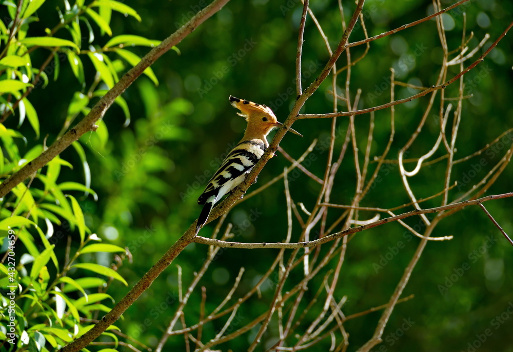 Tajikistan. Pamir highway. A hoopoe sits on a willow branch on the shore of the Panj River. Tajikistan. Pamir highway. A hoopoe sits on a willow branch on the shore of the Panj River.