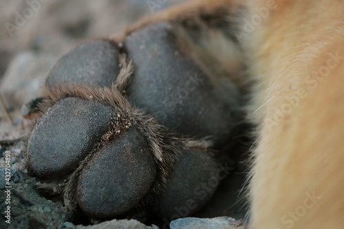 The soles of the brown dog's feet lie on the rock ground.