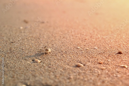 The wind crab ran on the sandy beach.