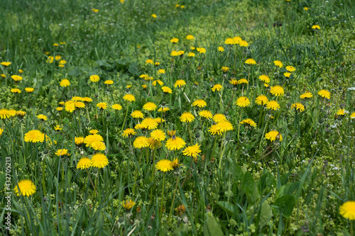 dandelion flowers in green grass