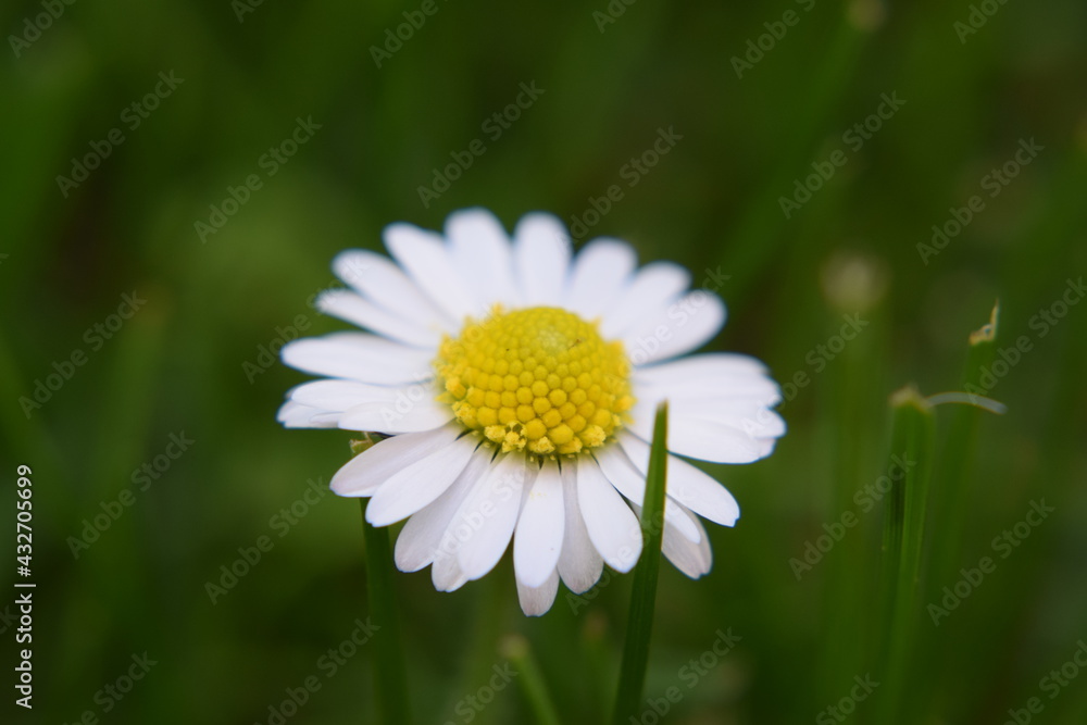 Gänseblümchen Blüte Makroaufnahme Nikon D5300 Gänseblümchen Blüte Makroaufnahme Nikon D5300