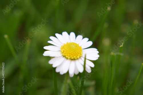 Gänseblümchen Blüte Makroaufnahme Nikon D5300