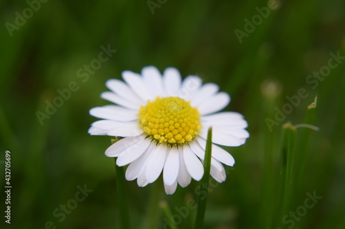 Gänseblümchen Blüte Makroaufnahme Nikon D5300
