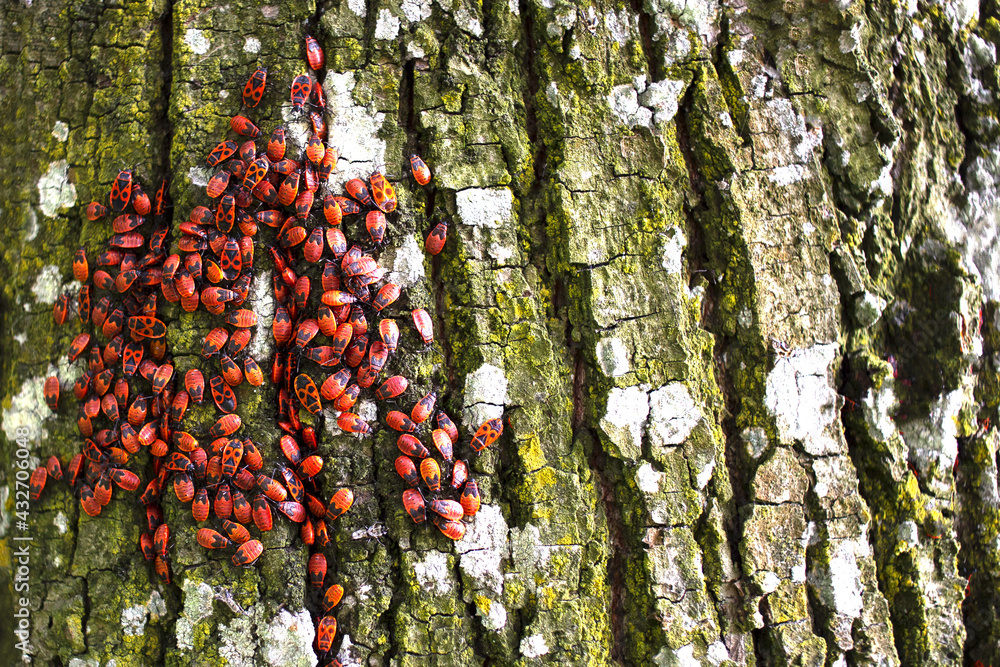 Fire insects (Pyrrhocoris apterus) in a tree trunk. On the trunk of a