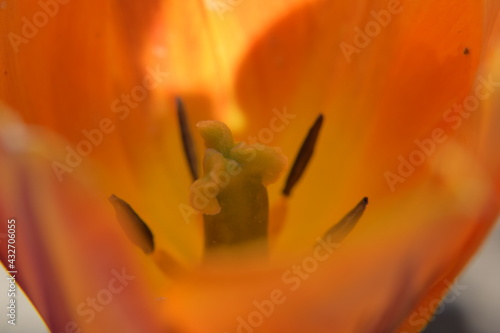 Tulpenblüten Makroaufnahme Nikon D5300