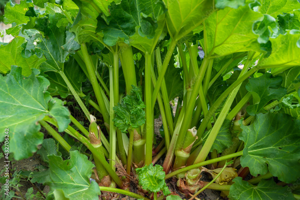 Obraz premium 畑のルバーブ