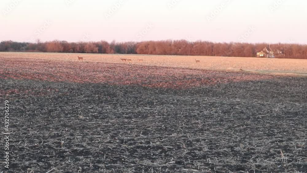 A small herd of deer crosses the field at sunset A small herd of deer crosses the field at sunset