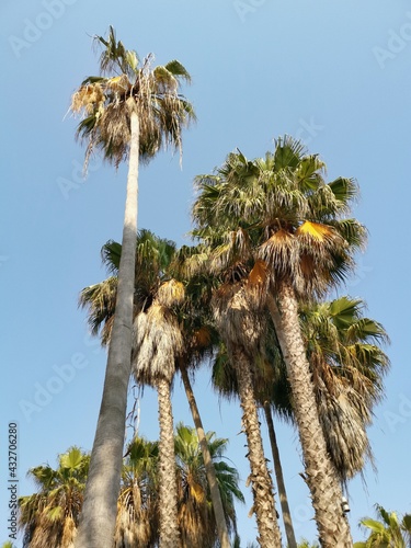 palm tree on the beach