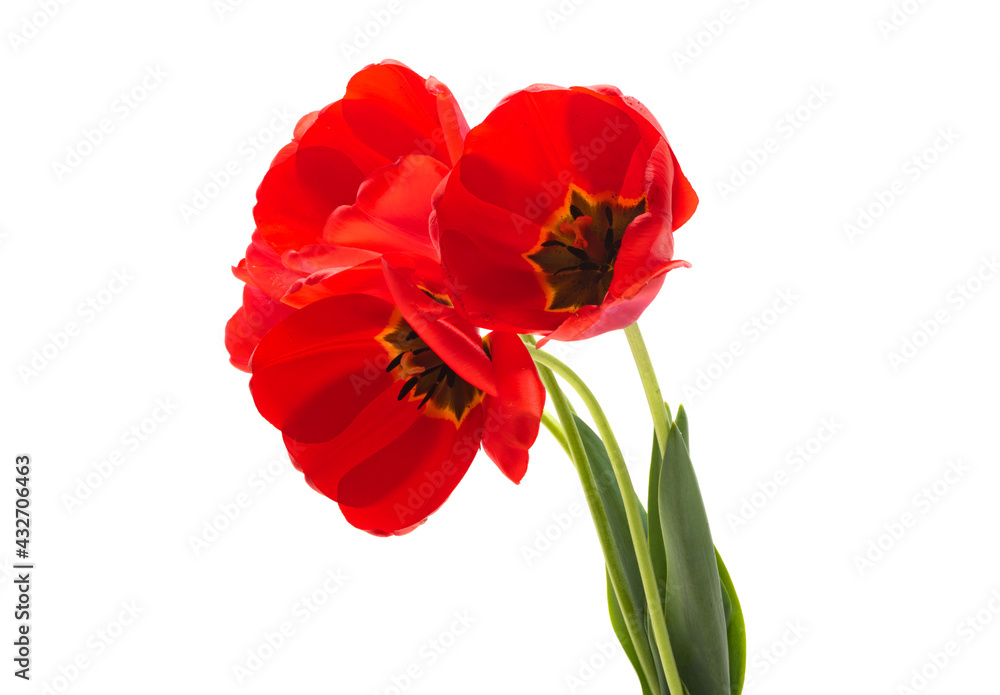 red tulip isolated