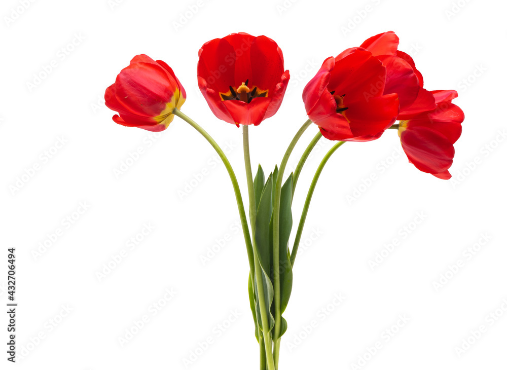 red tulip isolated red tulip isolated