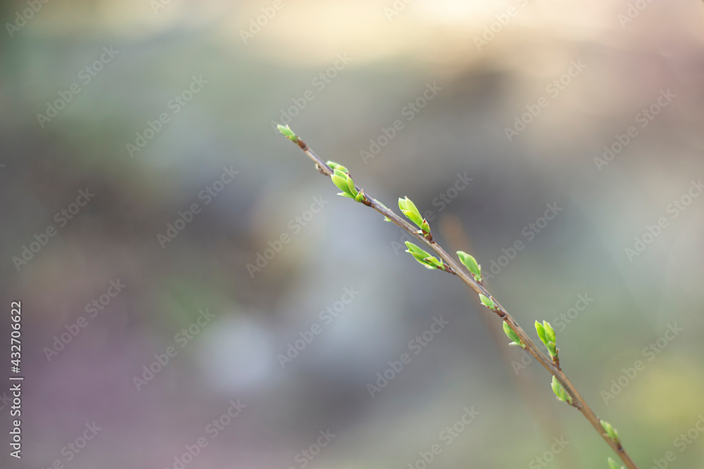 branch with buds and young leaves outdoors close-up on blurred background branch with buds and young leaves outdoors close-up on blurred background