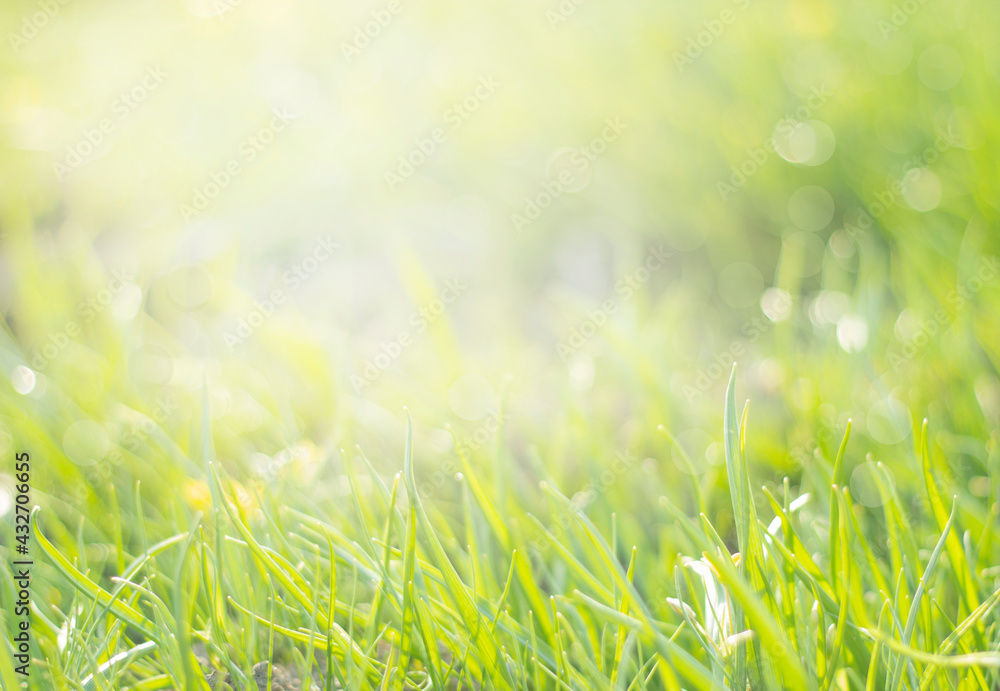 Obraz premium Natural background. Green young grass in the sun