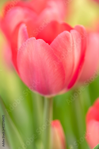 Single Spring Tulip Flower