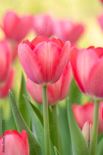 Vertical Pink Garden Tulips
