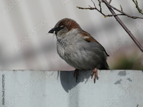 House sparrow (Passer domesticus) gathering nesting material, Gdansk, Poland