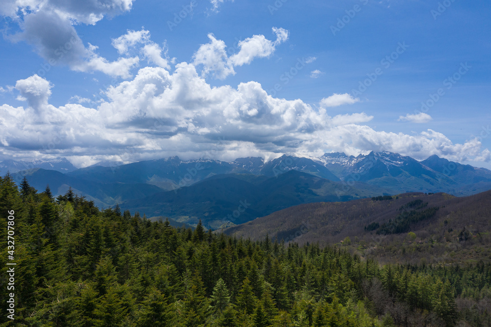 aerial view of a fir forest in the orecchiella park in garfagnana tuscany with the apuan alps in the background