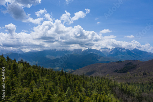 aerial view of a fir forest in the orecchiella park in garfagnana tuscany with the apuan alps in the background