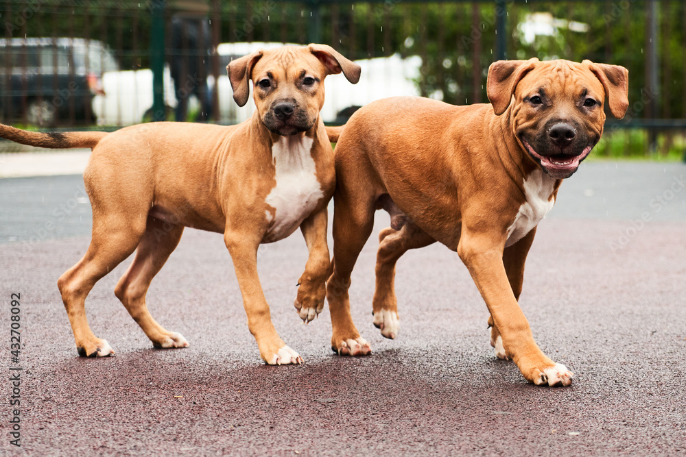 Two happy american staffordshire terrier puppies for a walk portrait