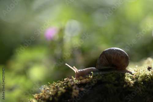 Big snail (Helix pomatia) on the moss in the forest