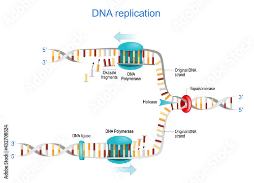 DNA replication. Okazaki fragments