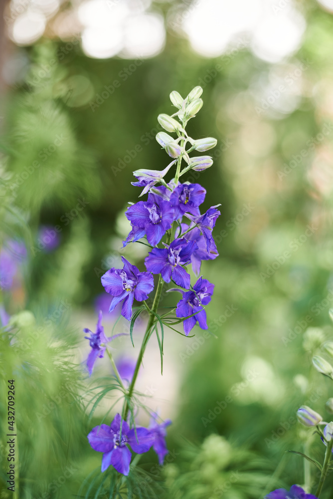 Obraz premium Group of purple flowers. Comfrey. Delphinium ajacis