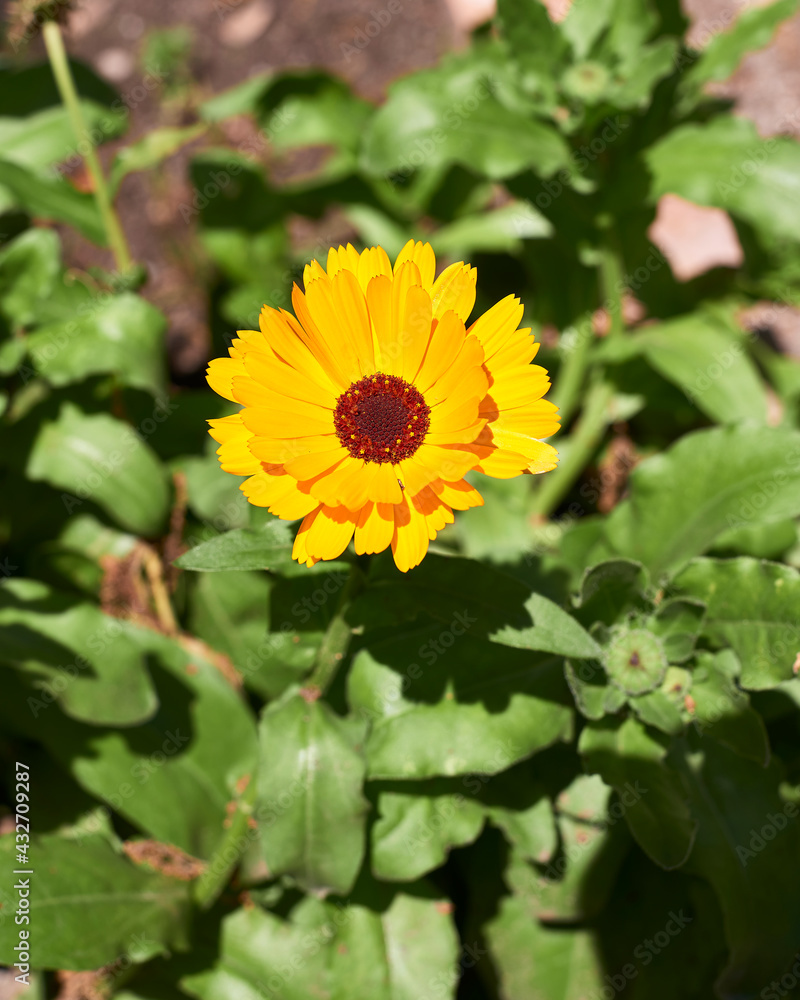 Calendula yellow flower with stem. Calendula officinalis Calendula yellow flower with stem. Calendula officinalis