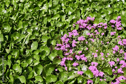 Fototapeta Naklejka Na Ścianę i Meble -  Group of pink acederilla flowers between the leaves .Oxalis articulata