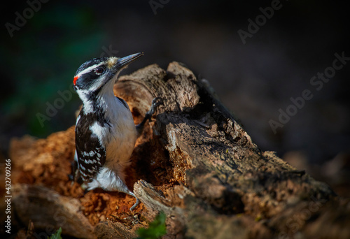 Downy Woodpecker pausing in it's search 